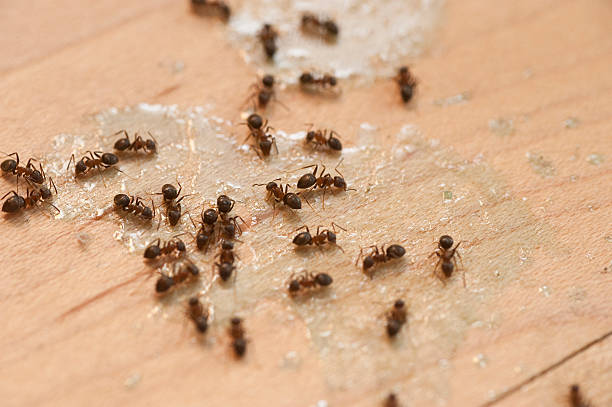 Best Pest Control Near Me  in Presque Isle, ME